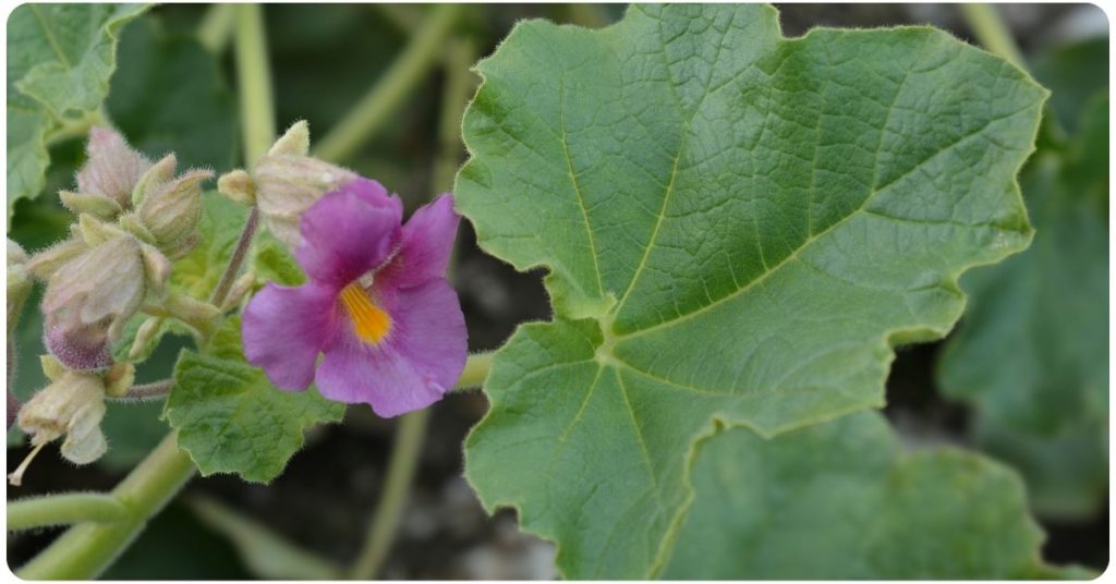 devil's claw benefits
