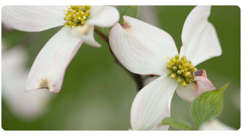 health benefits of Jamaican Dogwood