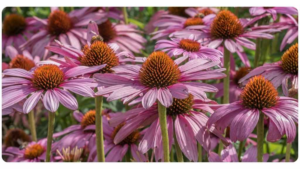 the benefits of echinacea
