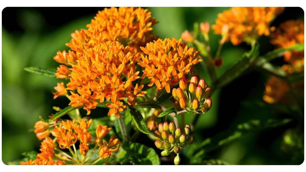 health benefits of pleurisy root