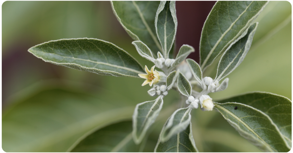 health benefits of ashwagandha