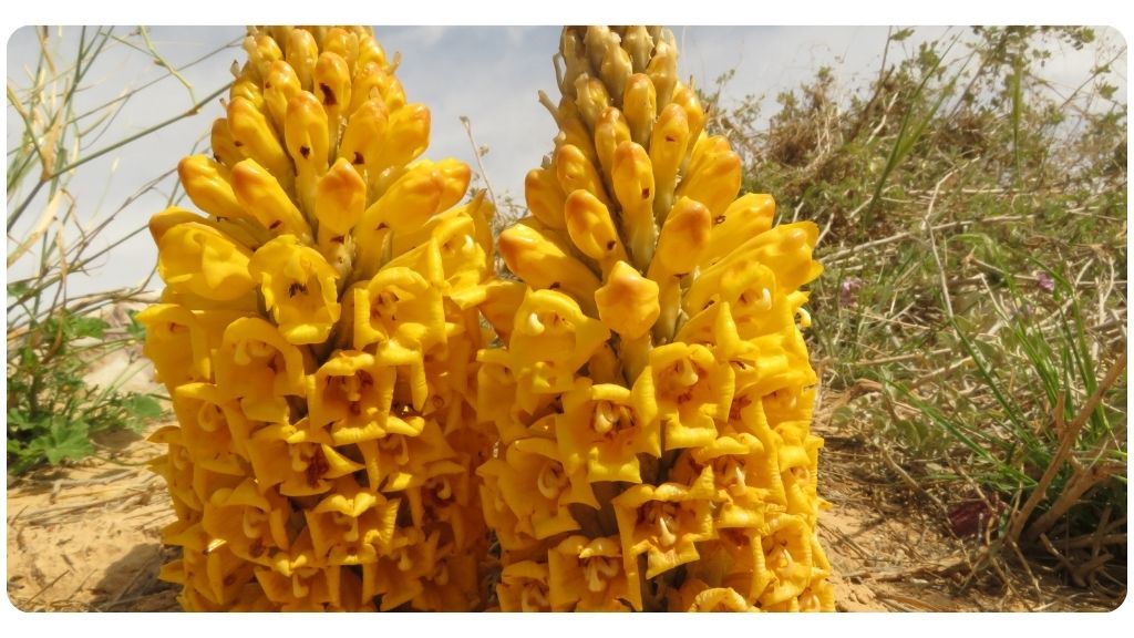 health benefits of cistanche