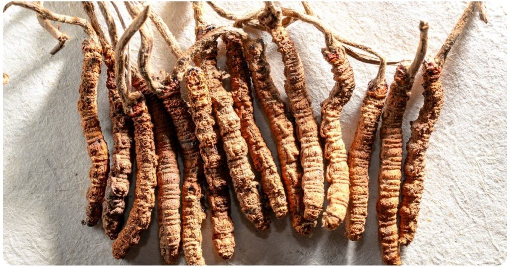 benefits of cordyceps mushroom