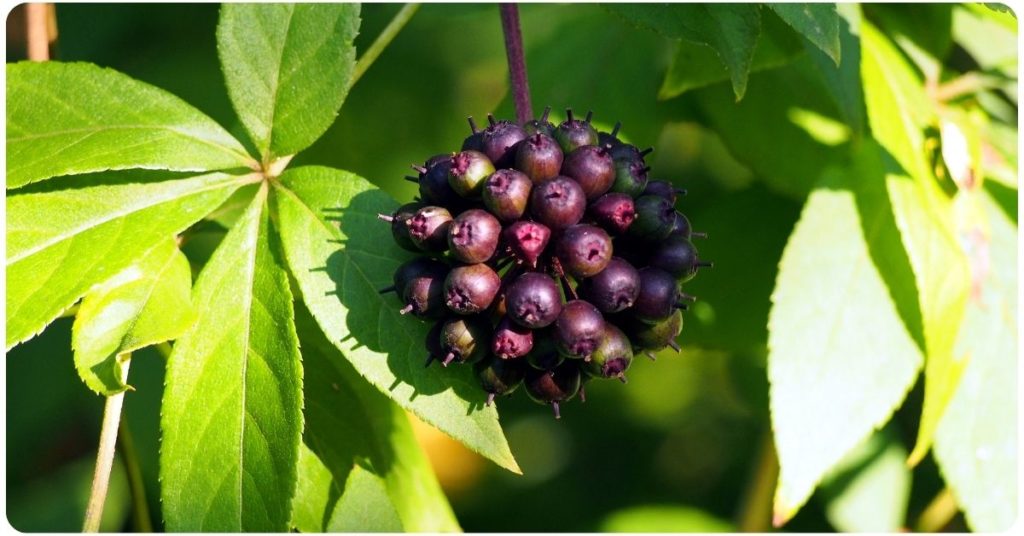 benefits of Eleuthero