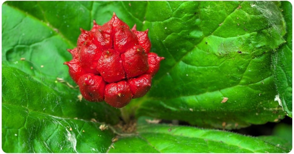 the benefits of goldenseal