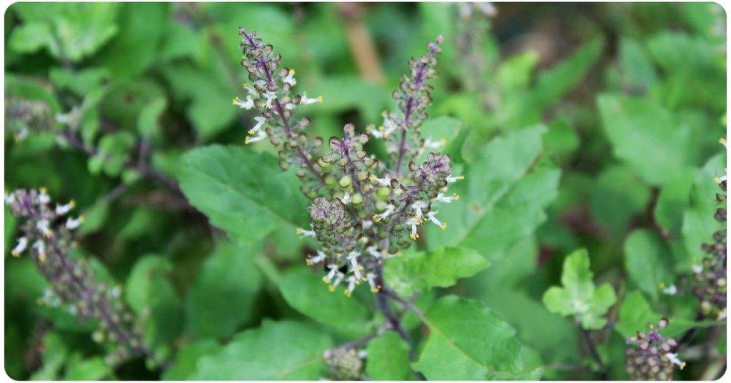 holy basil/tulsi health benefits