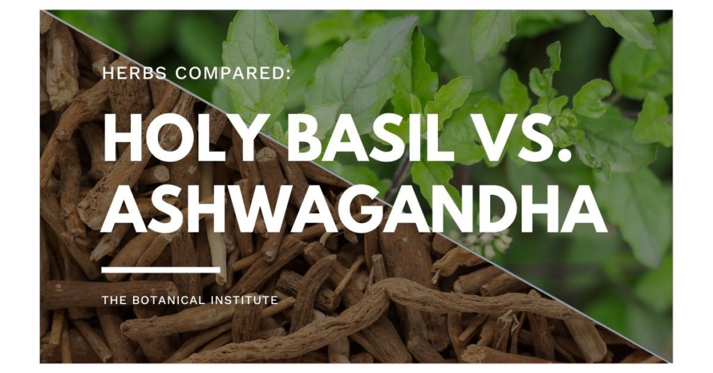 health benefits of tulsi holy basil vs. ashwagandha