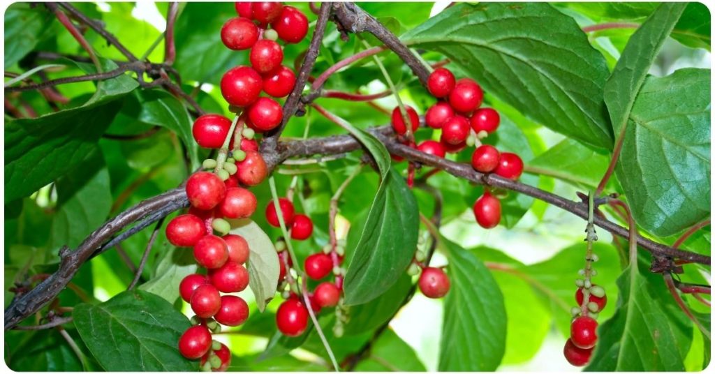 health benefits of schisandra berries