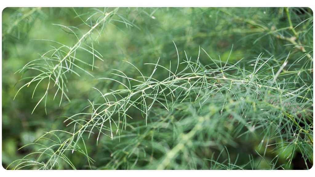 shatavari health benefits