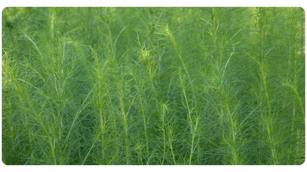 health benefits of shatavari