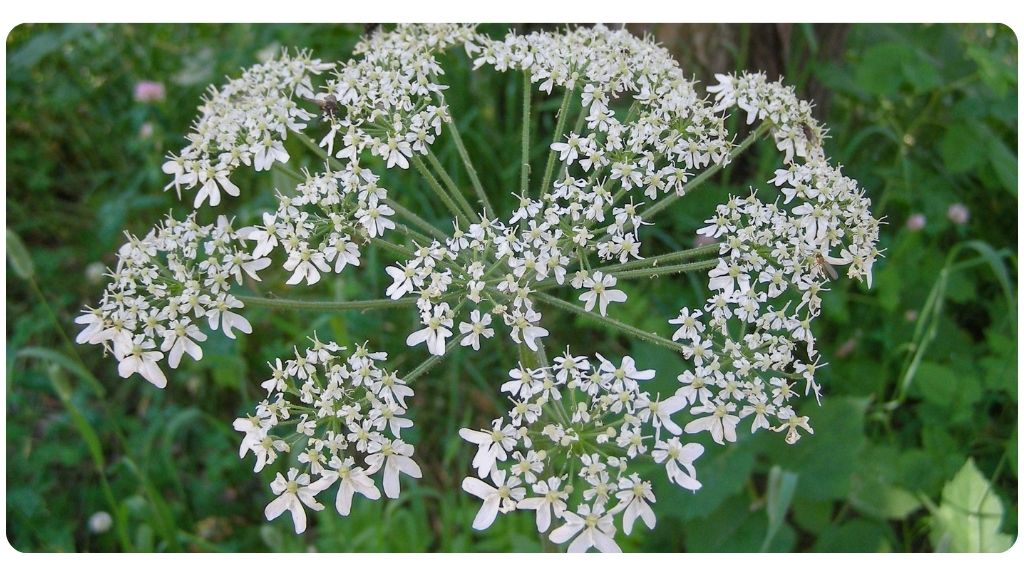 health benefits of Osha root