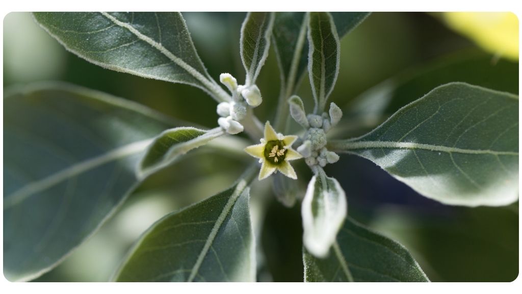 the best adaptogens for sleep