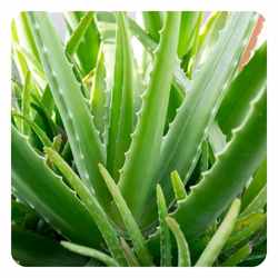 aloe vera