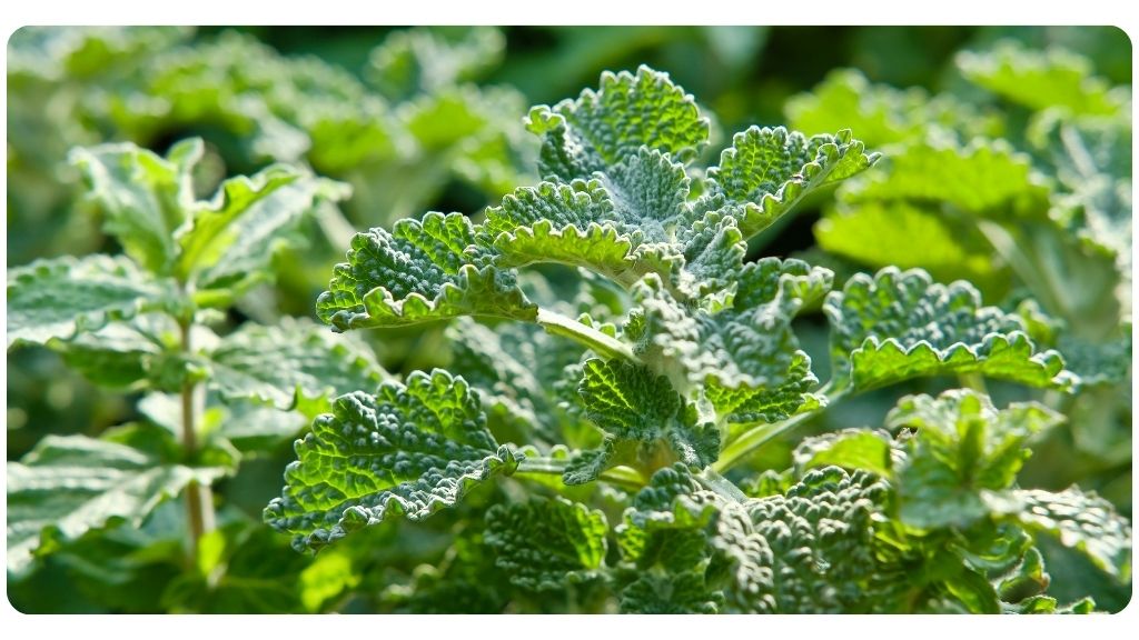 best herbs for lung health