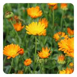 calendula