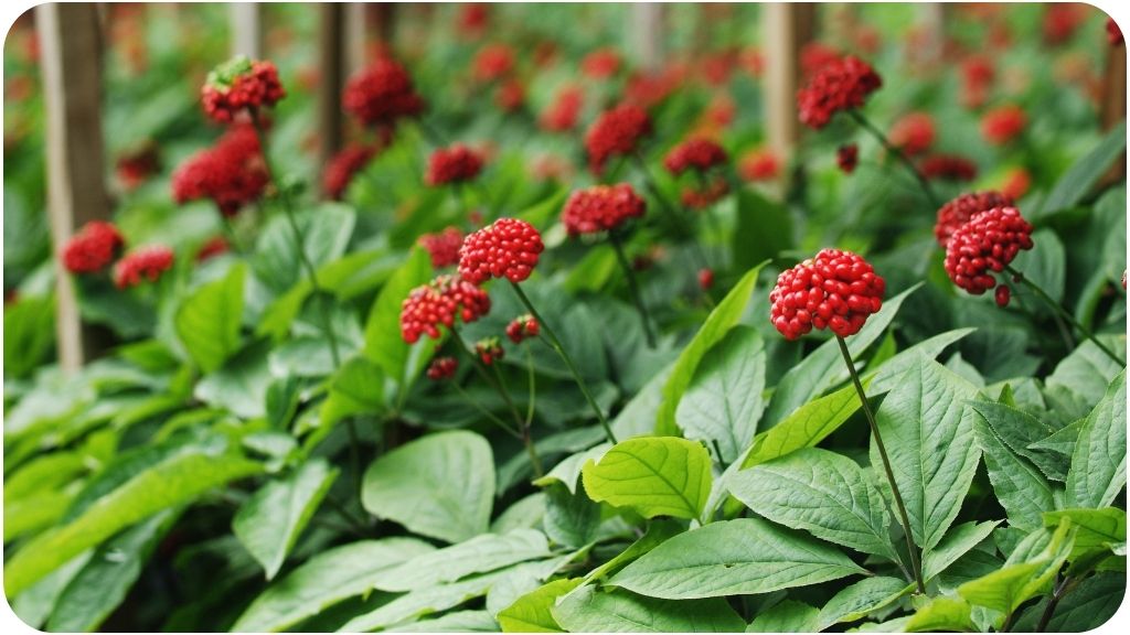 best adaptogens for stress