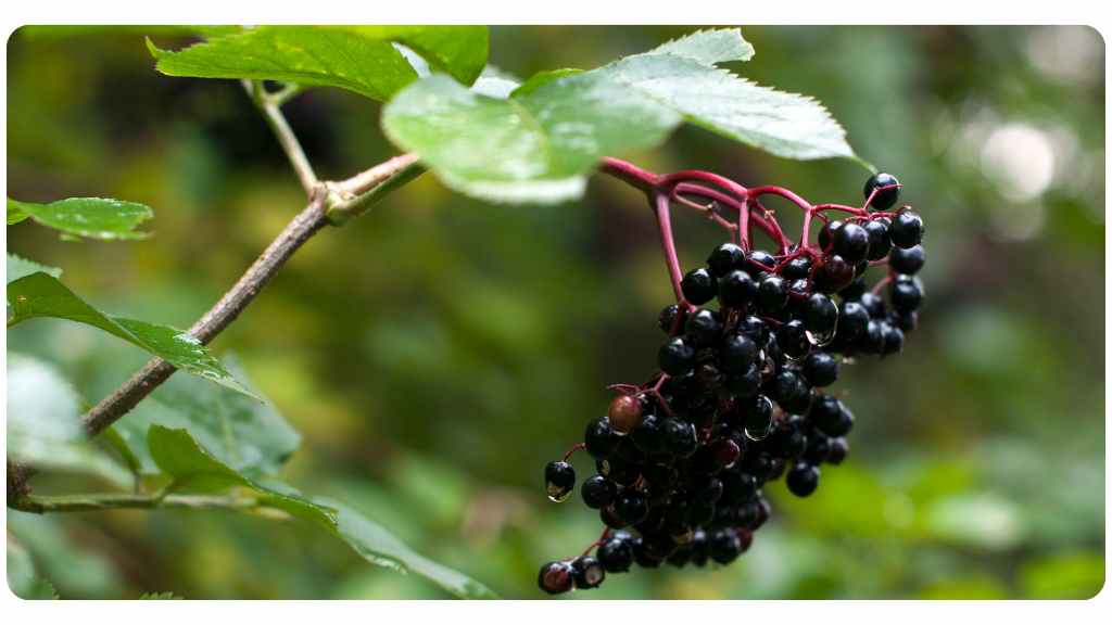benefits of elderberry