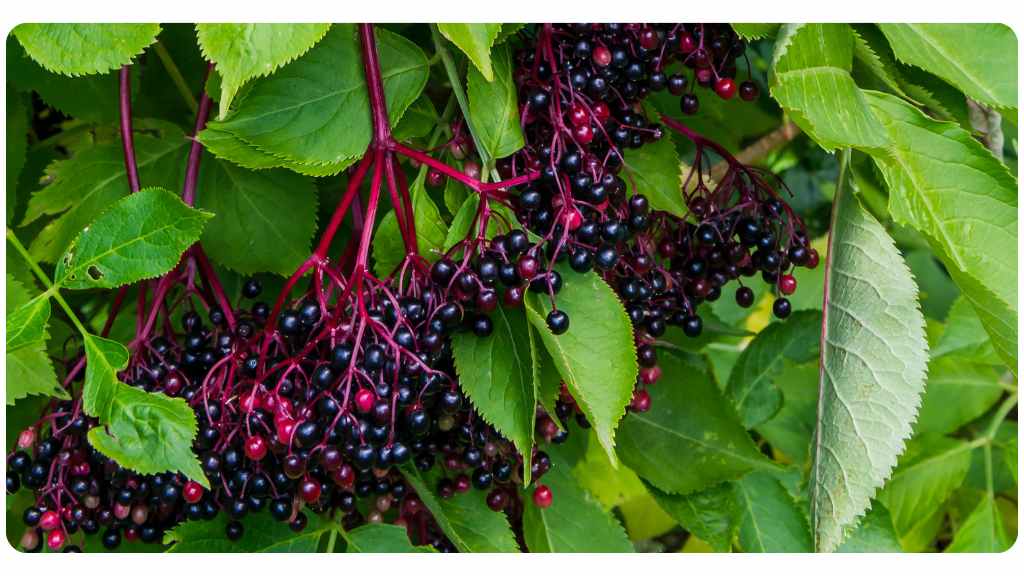 elderberry health benefits