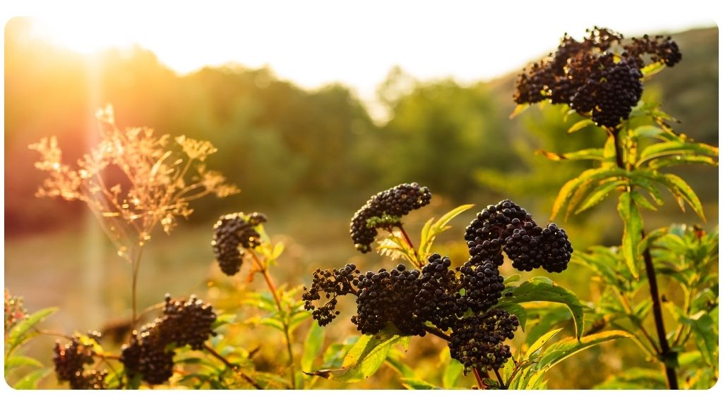 health benefits of elderberry