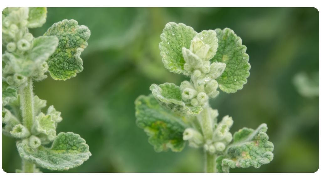 health benefits of horehound