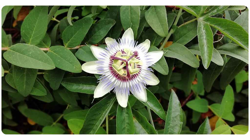 passionflower health benefits
