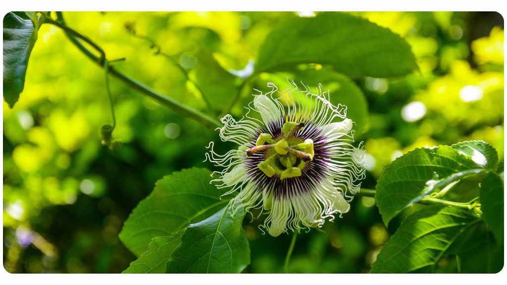 benefits of taking passionflower