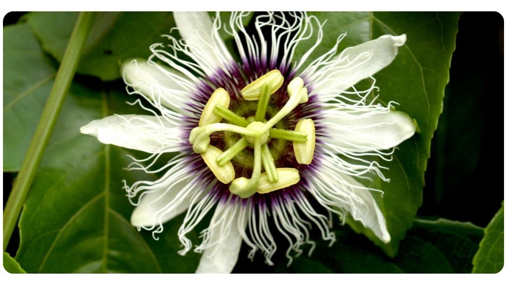 health benefits of passionflower