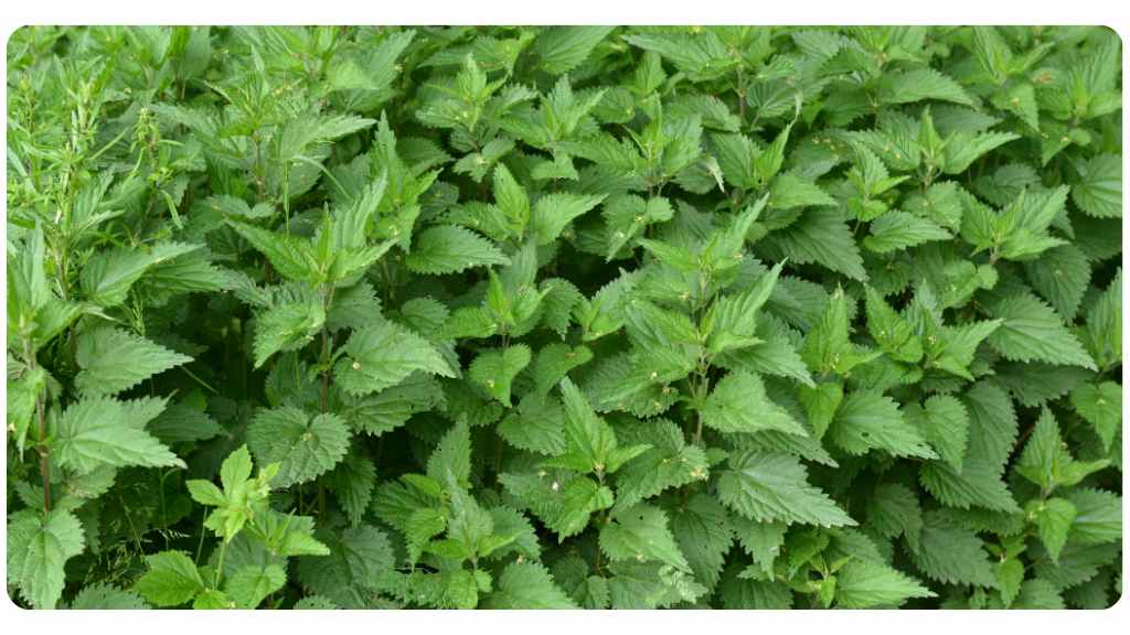 benefits of stinging nettle