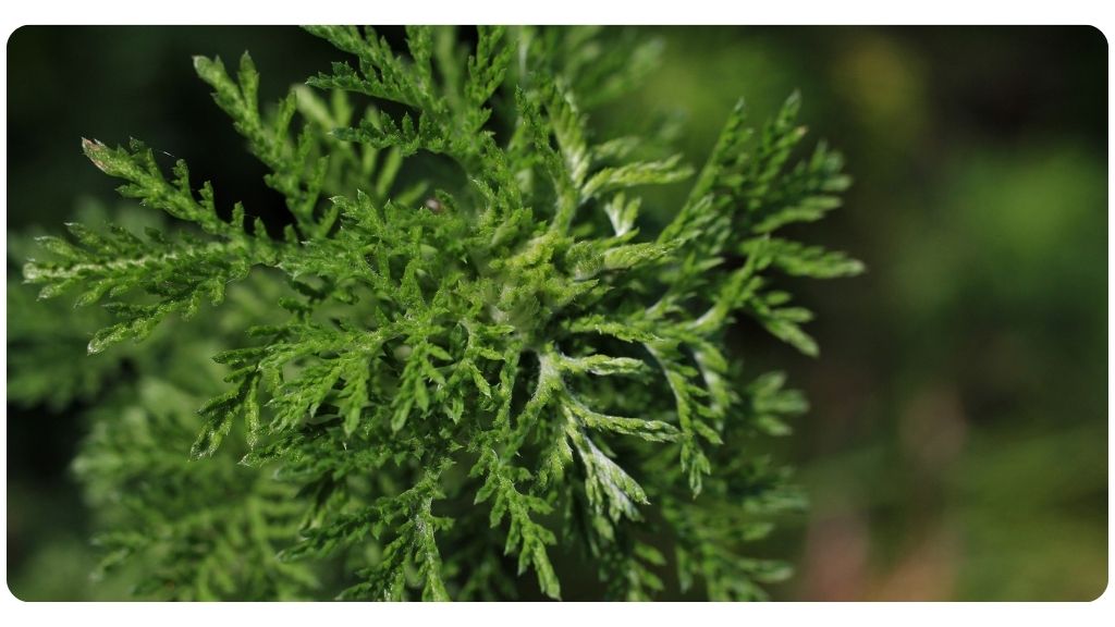 health benefits of Artemisia annua (sweet wormwood)