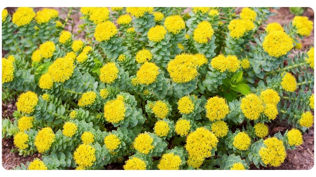 Benefits of Rhodiola for Anxiety & Depression