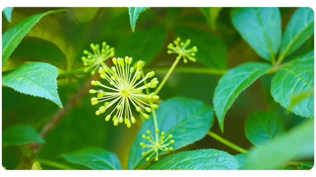 best adaptogens for energy and focus