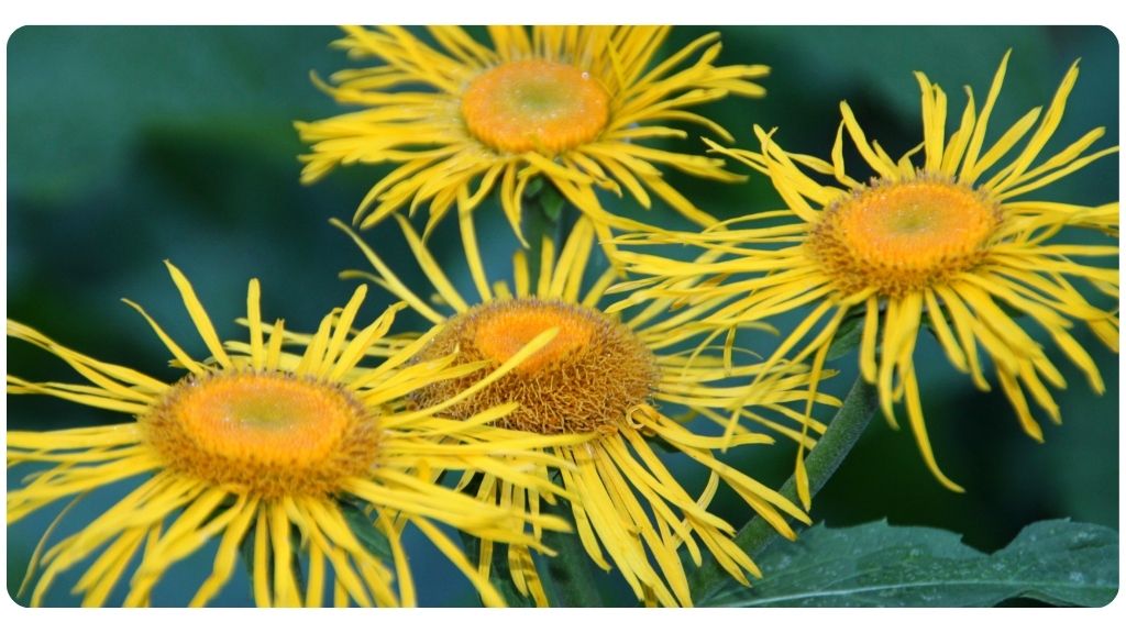 health benefits of elecampane root