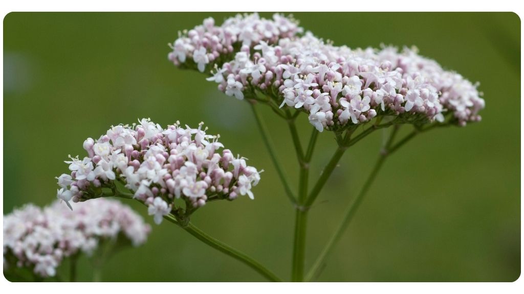 best herbs for sleep and insomnia