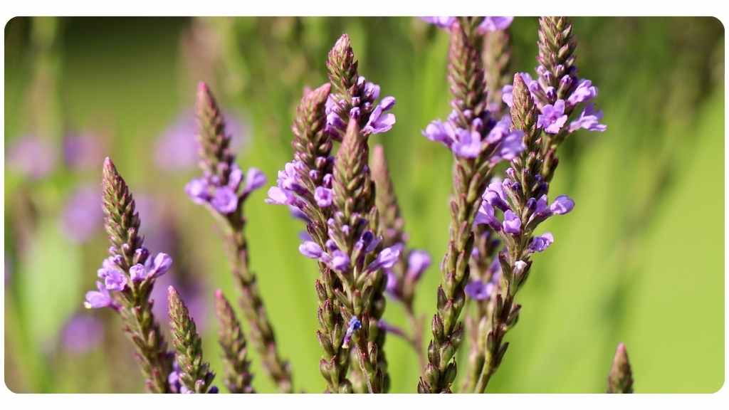 blue vervain benefits