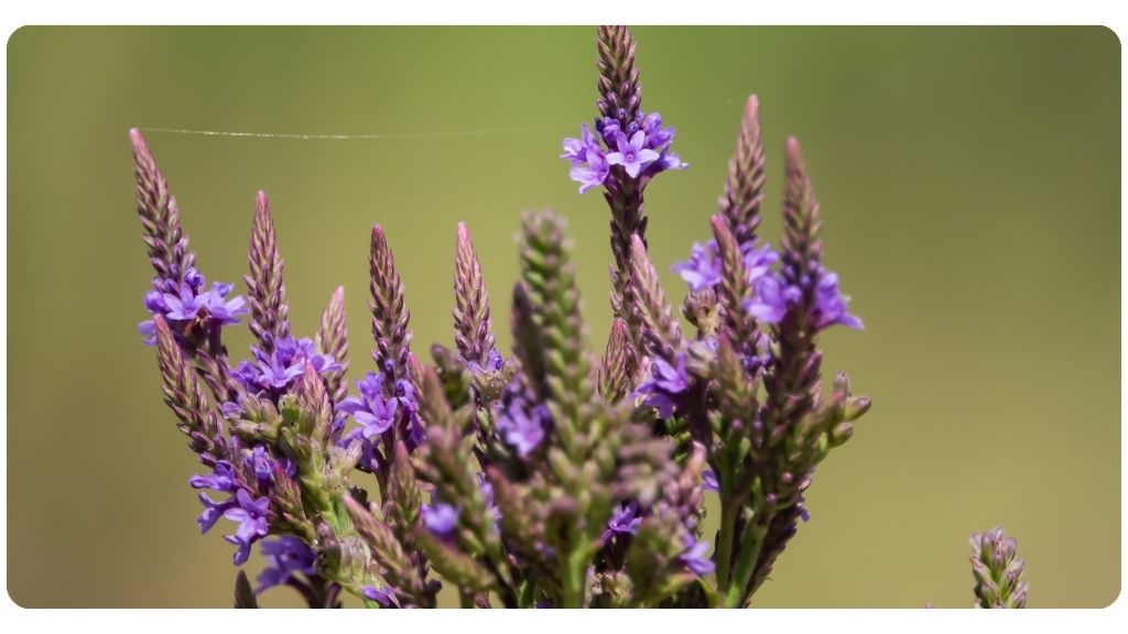 health benefits of blue vervain