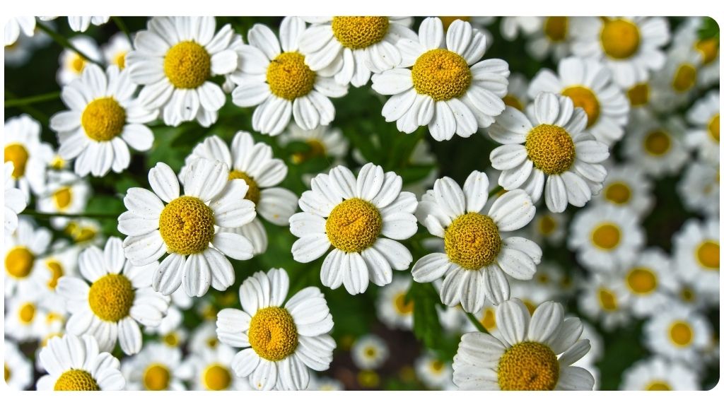 health benefits of german chamomile