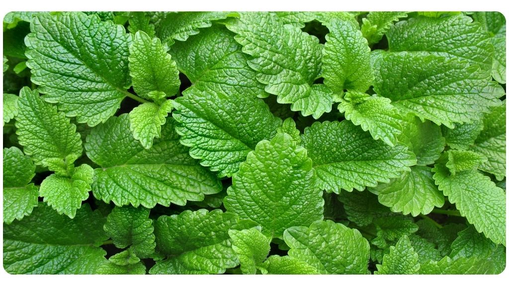 the health benefits of lemon balm