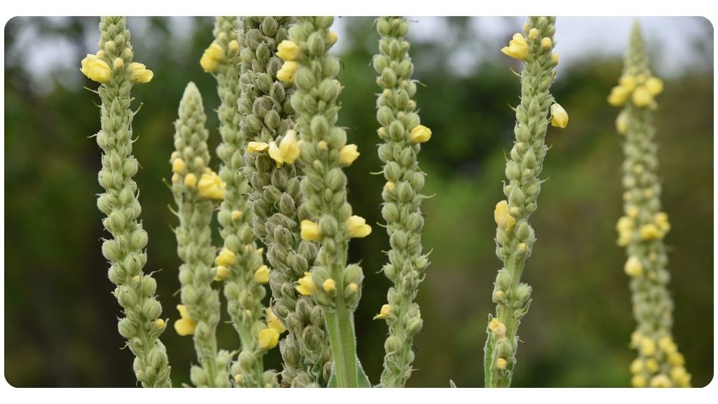 health benefits of mullein