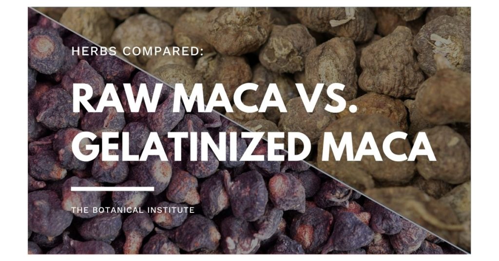 Gelatinized Maca vs. Raw Maca