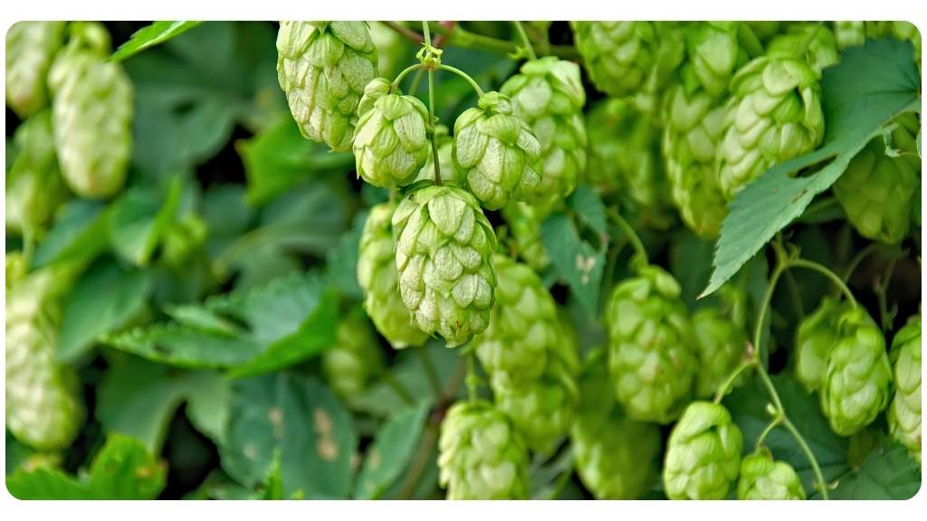 hops benefits for health