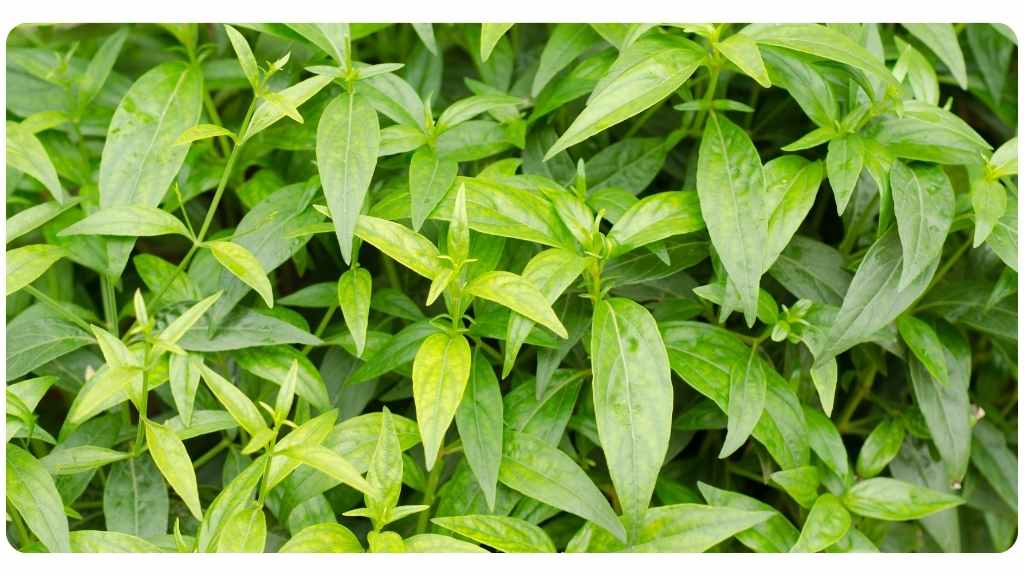 the best herbs for immunity and immune health