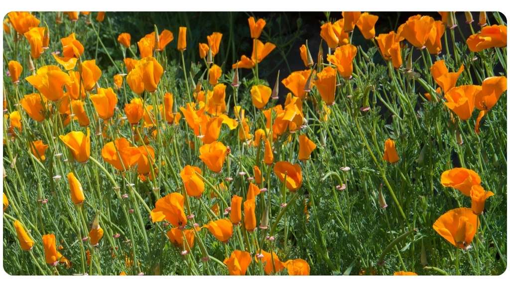 california poppy health benefits