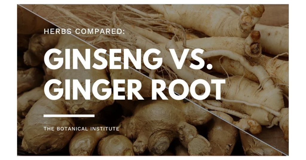 ginseng vs ginger compared