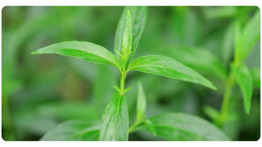 immune health benefits of the herb, andrographis