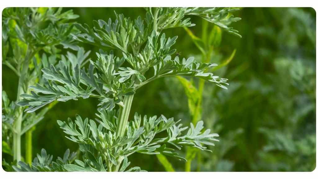 immune health benefits of artemsia annua / sweet wormwood