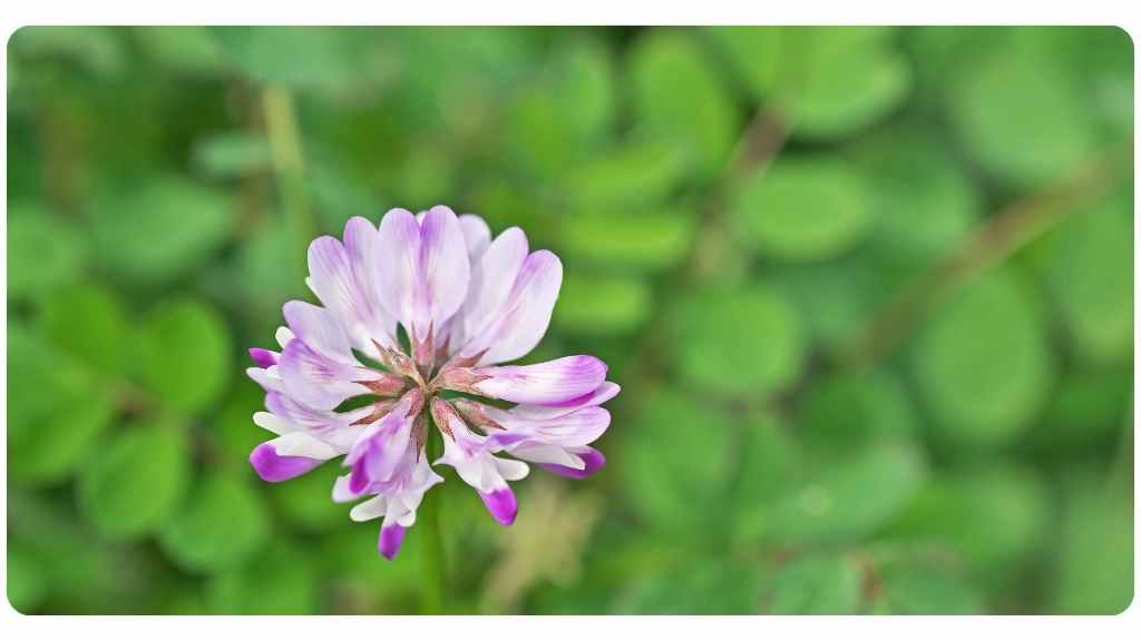 astragalus - one of the best herbs for boosting immunity