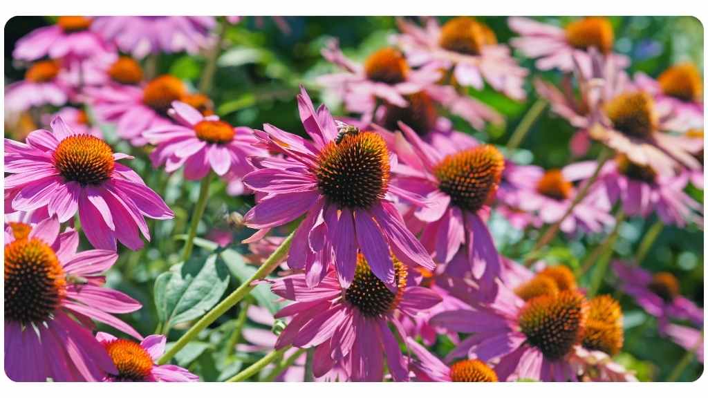 echinacea for immune health