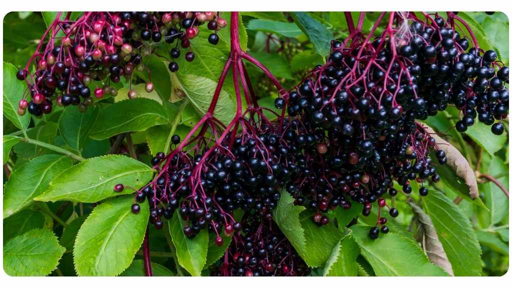 elderberry is one of the best herbs for immune health