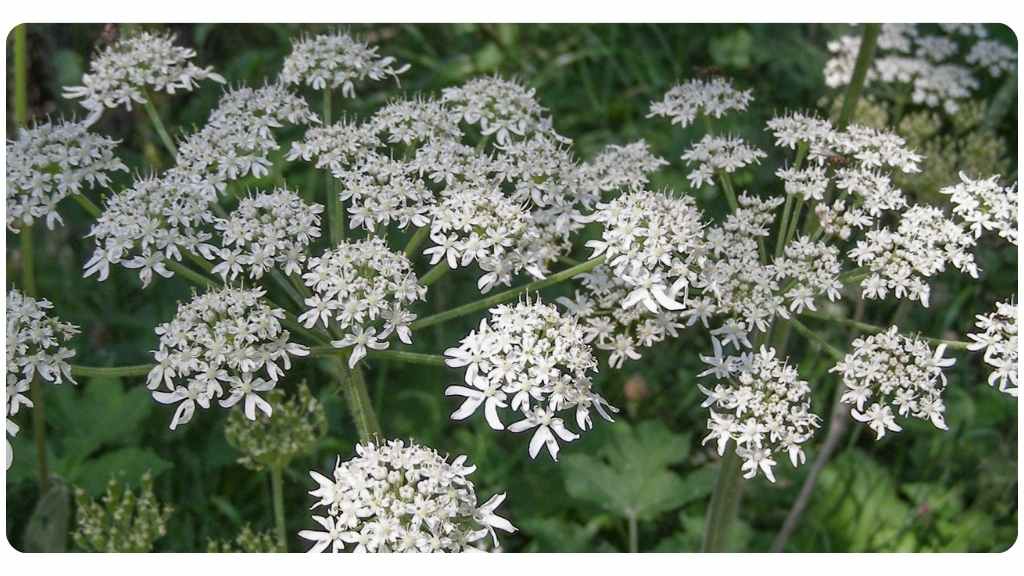 osha root for immunity