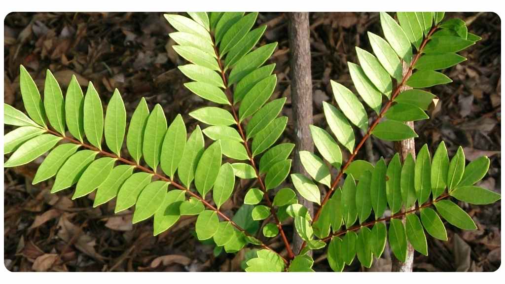 herbs for testosterone production - tongkat ali